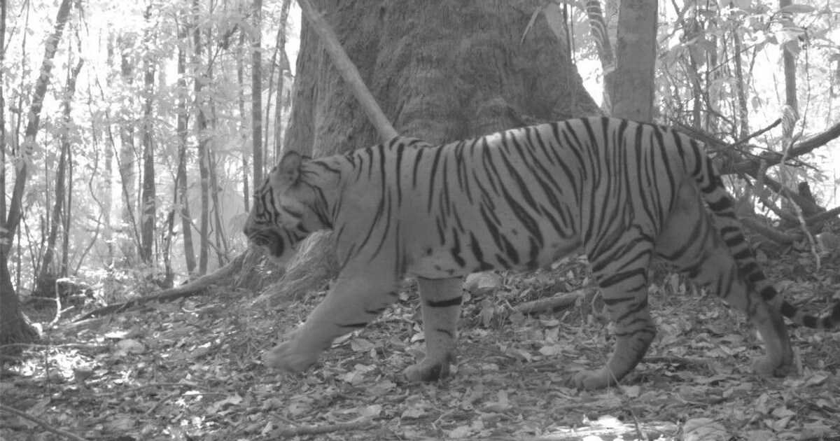 Tiger camera trap images